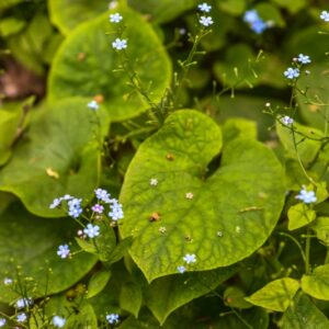 BRUNNERA MACROPHYLLA, JOHNST, BORAGINACEAE, CAUCASO, SIBERIA - 3329