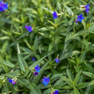 BUGLOSSOIDES PURPUROCAERULA, L, I M JOHNST, ERBA PERLA AZZURRA, BORAGINACEAE, EUROPA - 3334