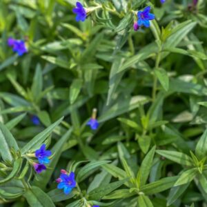 BUGLOSSOIDES PURPUROCAERULA, L, I M JOHNST, ERBA PERLA AZZURRA, BORAGINACEAE, EUROPA - 3333