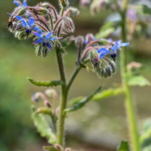 BORAGO OFFICINALIS, BORRAGINE, BORAGINACEAE, ZONE MEDITERRANEE - 3336
