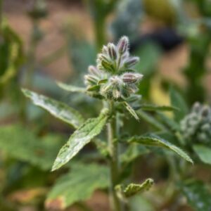BORAGO OFFICINALIS, BORRAGINE, BORAGINACEAE, ZONE MEDITERRANEE - 3337