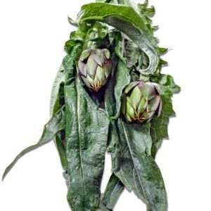 CARCIOFI DI ALBENGA - 3349