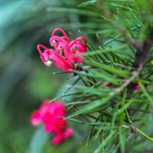 GREVILLEA JUNIPERINA, R, BR, PROTEACEAE, AUSTRALIA - 3349