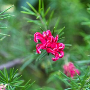 GREVILLEA JUNIPERINA, R, BR, PROTEACEAE, AUSTRALIA - 3350