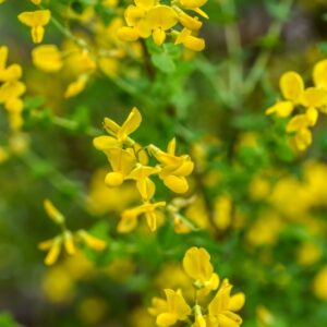 CYTISUS SESSILIFOLIUS, CITISO A FOGLIE SESSILI, PAPILIONACEAE,  EUROPA SUD OCCIDENTALE - 3352