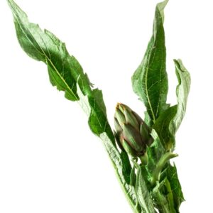 CARCIOFO DI ALBENGA - 3354