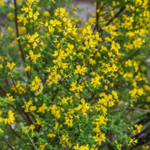 CYTISUS SESSILIFOLIUS, CITISO A FOGLIE SESSILI, PAPILIONACEAE,  EUROPA SUD OCCIDENTALE - 3355