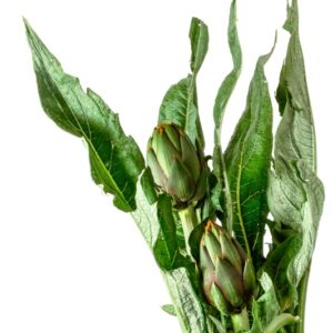 CARCIOFI DI ALBENGA - 3356