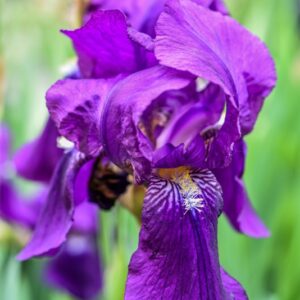 IRIS FLORENTINA, GIGLIO FIORENTINO, IRIDACEAE - 3358