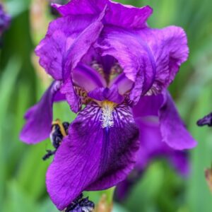 IRIS FLORENTINA, GIGLIO FIORENTINO, IRIDACEAE - 3357