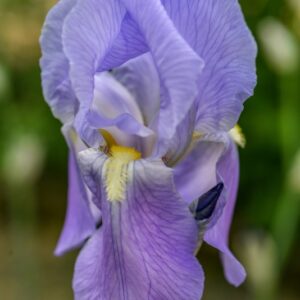 IRIS FLORENTINA, GIGLIO FIORENTINO, IRIDACEAE - 3359