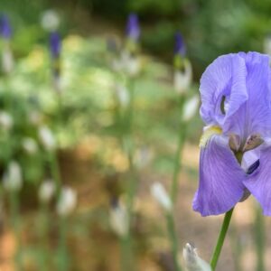 IRIS FLORENTINA, GIGLIO FIORENTINO, IRIDACEAE - 3360