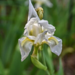 IRIS ALBIACANGE, GIGLIO BIANCO ALBICANGE, IRIDACEAE, NORD AFRICA - 3364