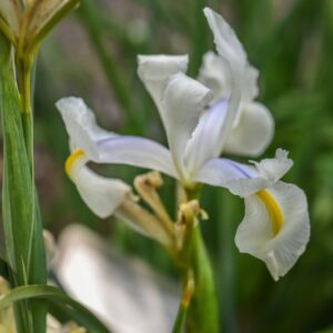 IRIS HOLLANDICA, GIGLIO OLANDESE, IRIDACEAE - 3362