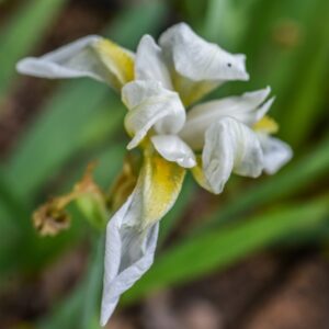 IRIS ALBIACANGE, GIGLIO BIANCO ALBICANGE, IRIDACEAE, NORD AFRICA - 3365