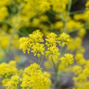 ISATIS TINCTORIA, L, PIANTA TINTORIA, GUADO, BRASSICACEAE, EUROPA, SUD EST ASIA - 3371
