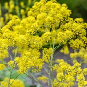 ISATIS TINCTORIA, L, PIANTA TINTORIA, GUADO, BRASSICACEAE, EUROPA, SUD EST ASIA - 3372