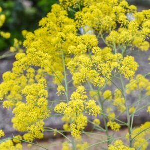 ISATIS TINCTORIA, L, PIANTA TINTORIA, GUADO, BRASSICACEAE, EUROPA, SUD EST ASIA - 3373