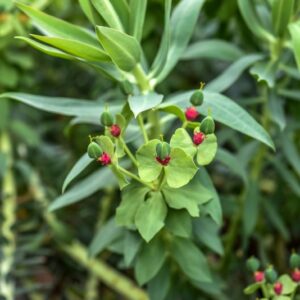 EUPHORBIA RIGIDA, LOISEL, EUFORBIA RIGIDA, EUPHORBIACEAE, MEDITERRANEO - 3376