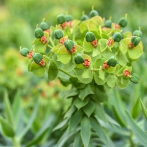 EUPHORBIA RIGIDA, LOISEL, EUFORBIA RIGIDA, EUPHORBIACEAE, MEDITERRANEO - 3375