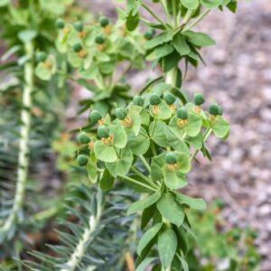 EUPHORBIA RIGIDA, LOISEL, EUFORBIA RIGIDA, EUPHORBIACEAE, MEDITERRANEO - 3377