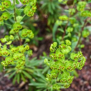 EUPHORBIA, X, MARTINII, EUPHORBIACEAE - 3380