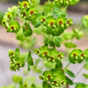 EUPHORBIA, X, MARTINII, EUPHORBIACEAE - 3379