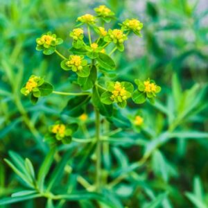 EUPHORBIA PALUSTRIS, EUPHORBIACEAE - 3382