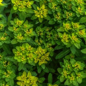 EUPHORBIA POLYCHROMA, MAJOR, EUPHORBIACEAE - 3384