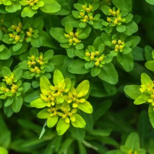 EUPHORBIA POLYCHROMA, MAJOR, EUPHORBIACEAE - 3385