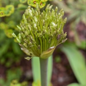 ALLIUM SCHUBERTI, ZUCC, ALLIACEAE, MEDIO ORIENTE - 3387