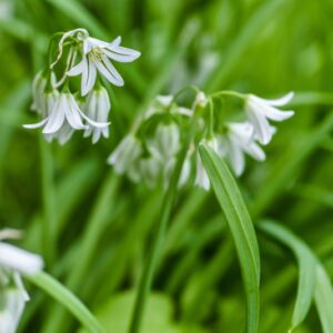 ALLIUM URSINUM, L, AGLIO ORSINI, LILIACEAE, EUROPA, NORD ASIA - 3389