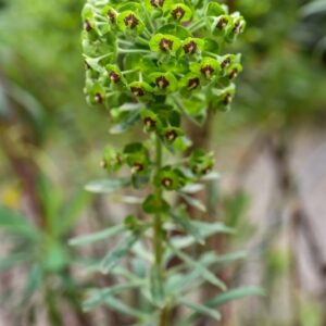 EUPHORBIA CHARACIAS, L, EUFORBIA CESPUGLIOSA, EUPHORBIACEAE, MEDITERRANEO - 3392