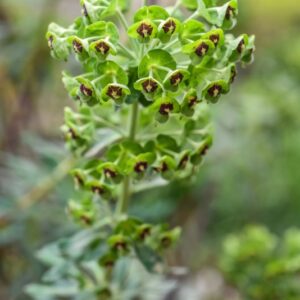 EUPHORBIA CHARACIAS, L, EUFORBIA CESPUGLIOSA, EUPHORBIACEAE, MEDITERRANEO - 3393