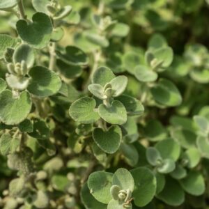 BALLOTA PSEUDODICTAMUS, L, CIMICIOTTA GRECA, LAMIACEAE MEDITERRANEO - 3398