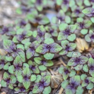 PERILLA FRUTESCENS, BRITTON, VAR CRISPA F, PURPUREA, SHISO ROSSO, LAMIACEAE,  ASIA - 3400