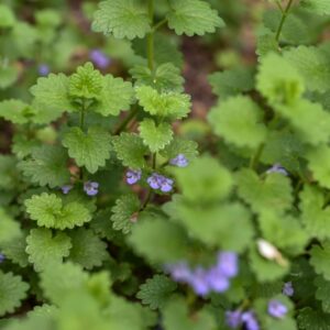 GLECHOMA HEDERACEA, L, EDERA TERRESTRE, LAMIACEAE, CIRCUMBOREALE - 3402
