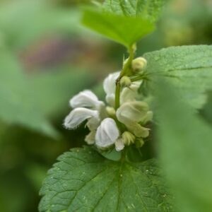 LAMIUM ALBUM, L, FALSA ORTICA BIANCA, LAMIACEAE, EUROPA, ASIA - 3404