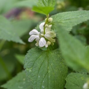 LAMIUM ALBUM, L, FALSA ORTICA BIANCA, LAMIACEAE, EUROPA, ASIA - 3405