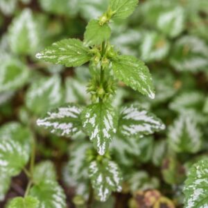 LAMIUM PURPUREUM, L, FALSA ORTICA PURPUREA, LAMIACEAE, EUROPA, ASIA - 3407