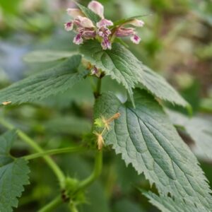 LAMIUM ORVALA, L, FALSA ORTICA MAGGIORE, LAMIACEAE, ALPI ORIENTALI - 3410
