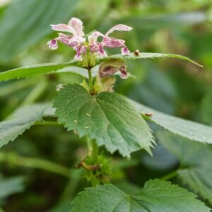 LAMIUM ORVALA, L, FALSA ORTICA MAGGIORE, LAMIACEAE, ALPI ORIENTALI - 3411