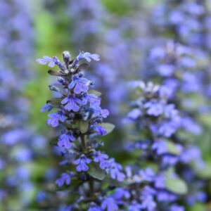 AJUGA REPTANS, BURGUNDY GLOW, LAMIACEAE - 3413