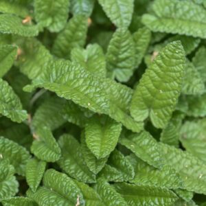 STACHYS OFFICINALIS, L, TREVIS, BETONICA COMUNE, LAMIACEAE - 3416