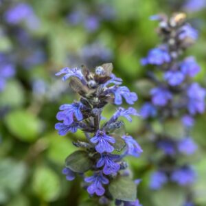 AJUGA REPTANS, BURGUNDY GLOW, LAMIACEAE - 3414