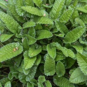 STACHYS OFFICINALIS, L, TREVIS, BETONICA COMUNE, LAMIACEAE - 3417