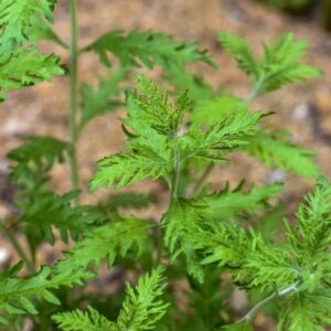 PEROVSKIA ATRIPLICIFOLIA, BENTH, SALVIA RUSSA, LAMIACEAE, ASIA - 3419