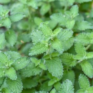 PLECTRANTHUS GLAUCOCALIX, MAXIM, LAMIACEAE, ASIA - 3421