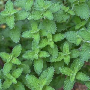 PLECTRANTHUS GLAUCOCALIX, MAXIM, LAMIACEAE, ASIA - 3422