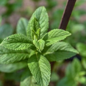 PLECTRANTHUS GLAUCOCALIX, MAXIM, LAMIACEAE, ASIA - 3424